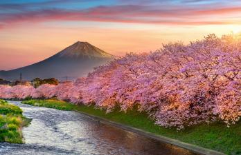 Photo du mont Fuji avec cerisier en fleurs
