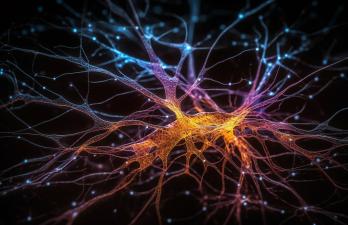 Photo de l'activité des neurones avec zones de couleur